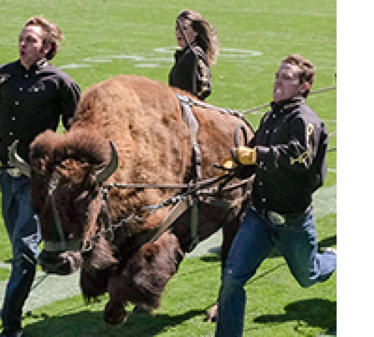 Ralphie running with handlers