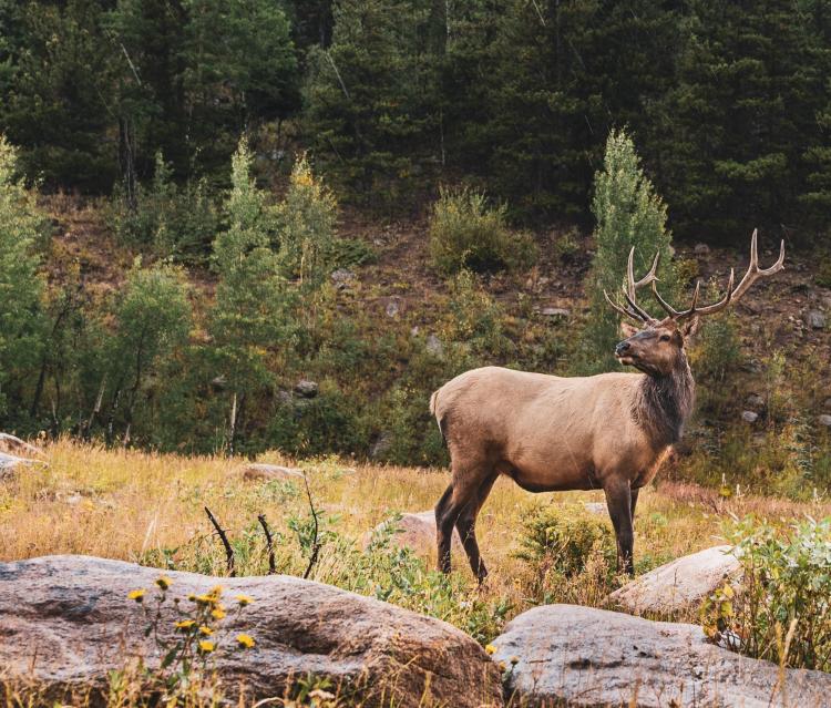 A male elk stands in a forest clearing.