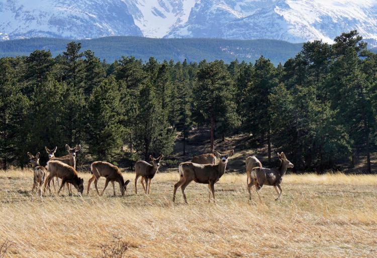 Deer graze in Rocky Mountain National Park.