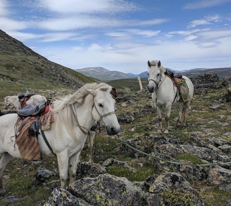 Two saddled horses