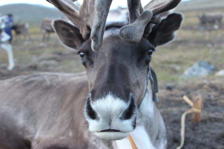 A Mongolian reindeer.