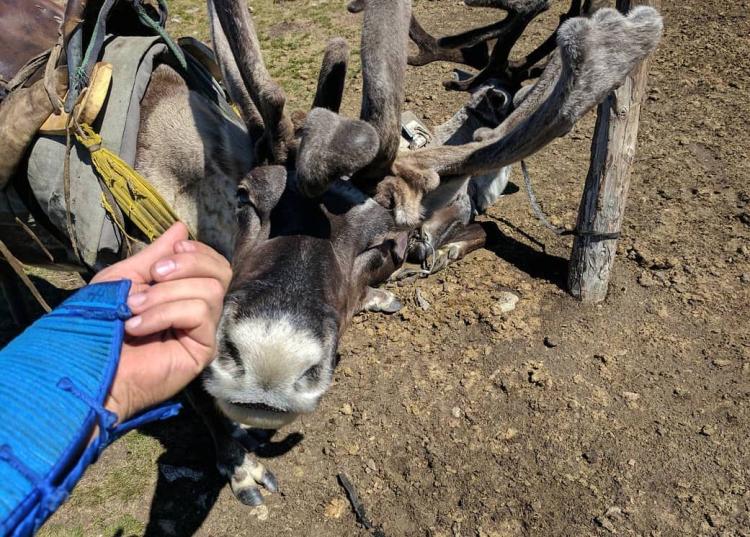 Reindeer nuzzling hand