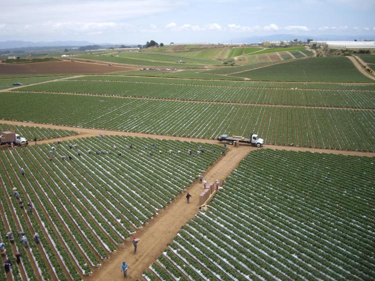 Aerial view of a farm with plants growing in straight lines into the distance