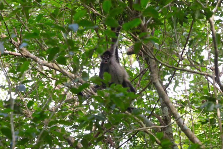 Monkey peeks at the group from a tree