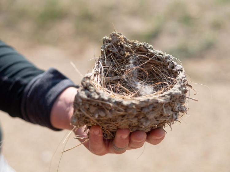 Swallow nest.