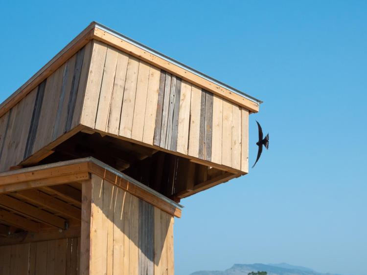 Swallow flies into the nest sculpture opening.