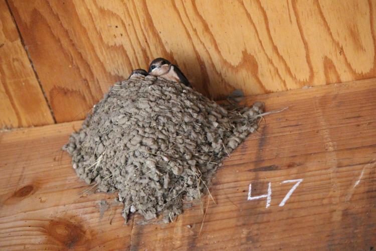 Barn swallows hiding in nest