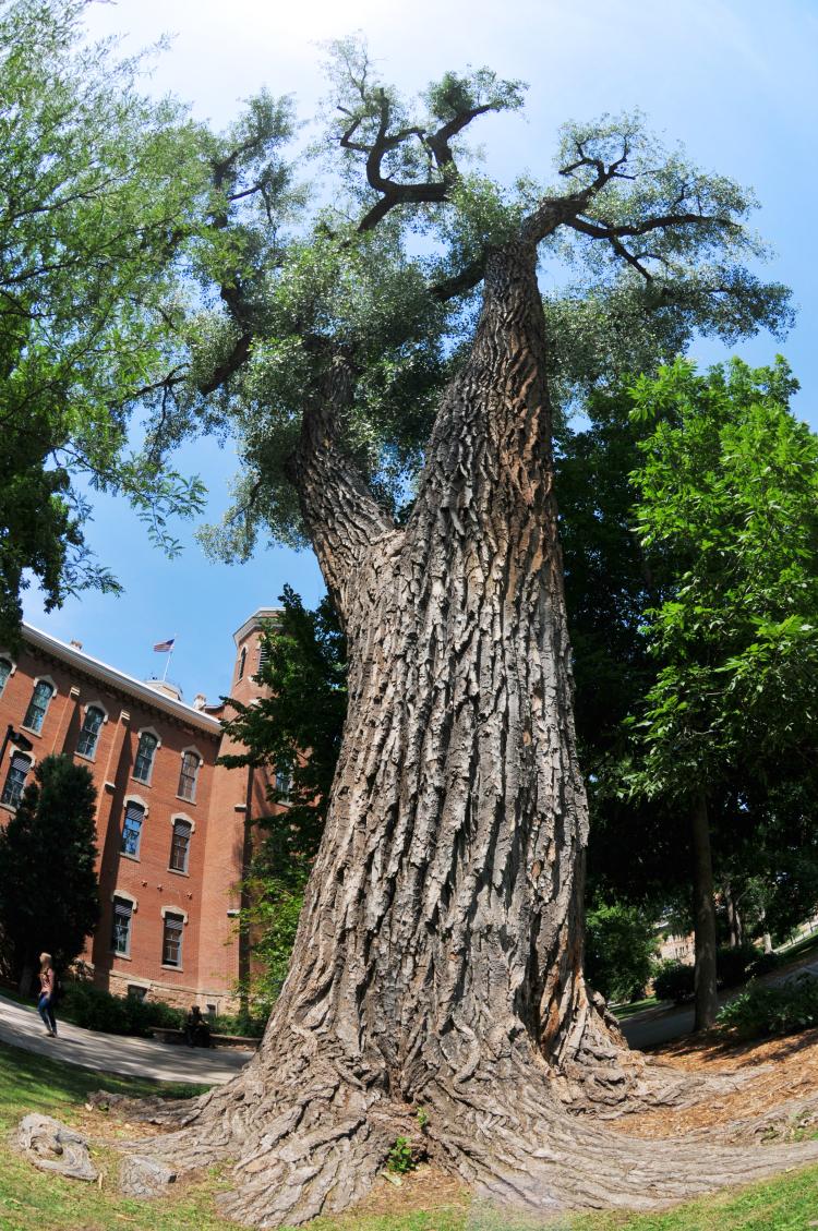 The oldest tree on CU Boulder campus