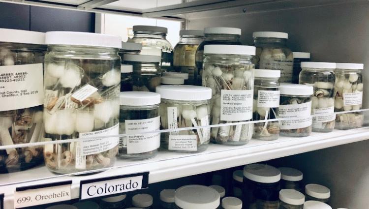 Jars of snail specimens sit on a shelf