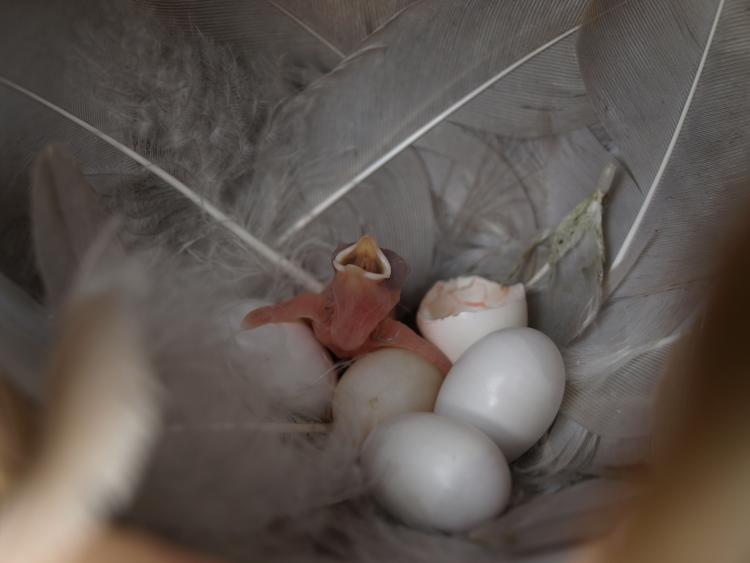 Eggs and a newly hatched tree swallow chick at one of the Alaskan sites used for a CU Boulder-led study looking at how wind, rain play a role in breeding cycles. (Photo by Meredyth Duncan.)