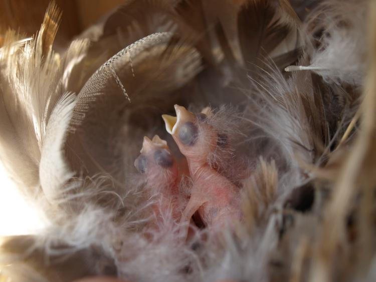 Young tree swallow chicks are nearly naked and require parental warmth as well as feeding to survive. (Photo by Meredyth Duncan.)