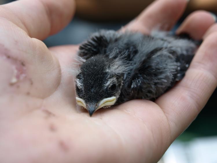 A tree swallow chick at one of the Alaskan sites used for a CU Boulder-led study looking at how wind, rain play a role in breeding cycles. (Photo by Meredyth Duncan.)