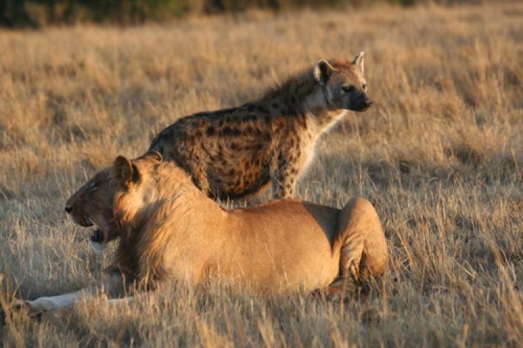 A subadult male lion and a spotted hyena in Kenya's Masai Mara