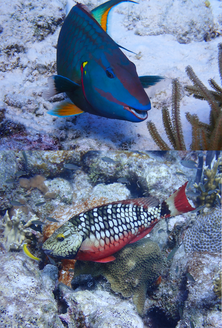 A male and a female parrotfish