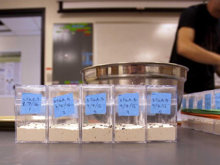 Flour beetle experiment