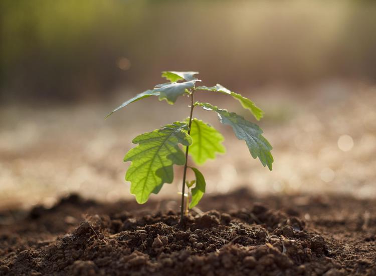 Planted tree sapling