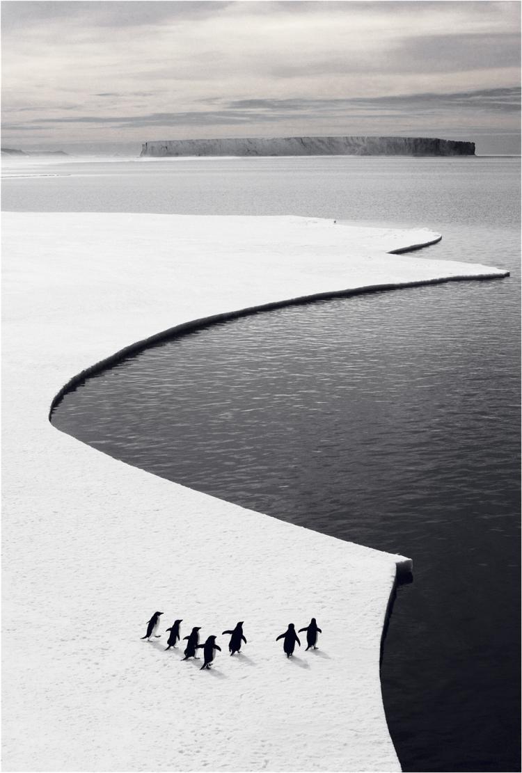 Penguins on sea ice
