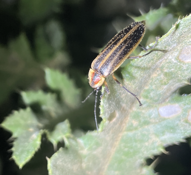Insect with orange head and black and brown wings sits on a leaf
