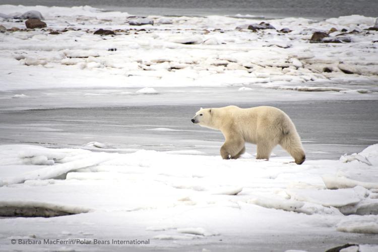 Polar bear walks across tundra