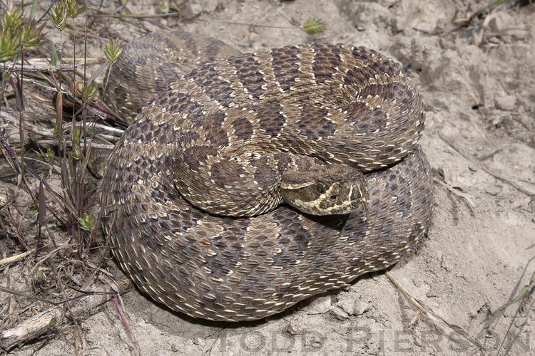 Prairie rattlesnake