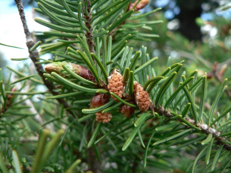 Douglas fir