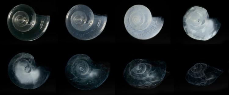 A pterapod shell dissolves when exposed to acidic conditions in a lab
