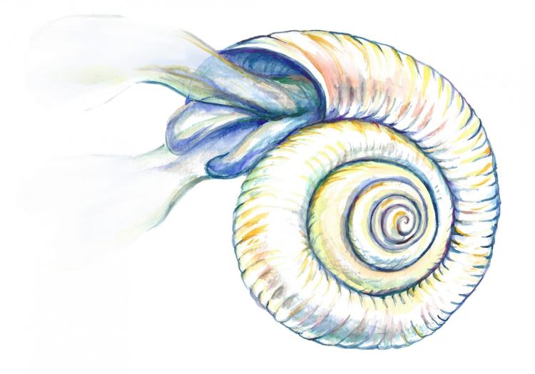 pteropod