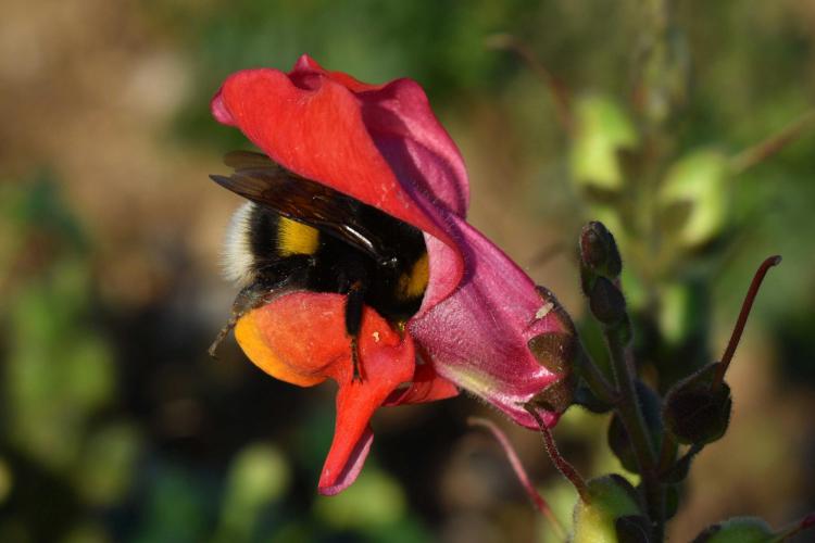 Bee in flower