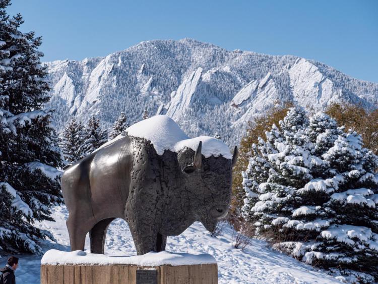 Ralphie sculpture by the CU Events Center after a snowstorm on Oct. 30, 2019. (Photo by Glenn Asakawa/University of Colorado)