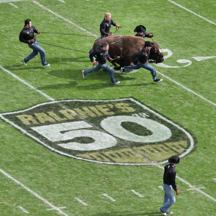 Ralphie stampedes onto Folsom Field in celebration of her 50th anniversary