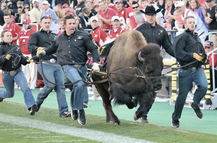 Ralphie and her handlers storm the football field on game day