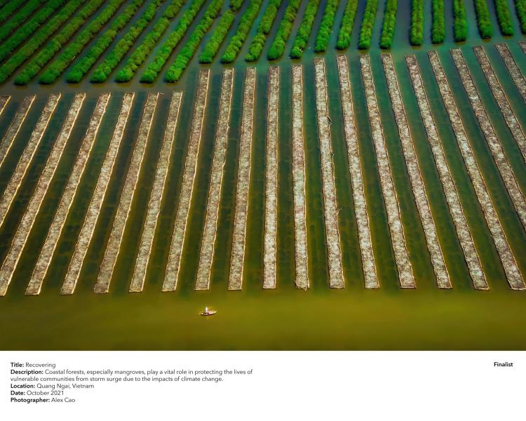 Coastal mangrove forest in Quang Ngai, Vietnam.