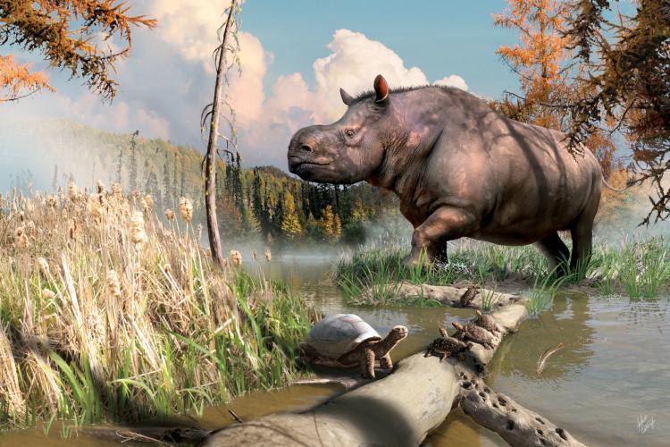 An artist's imagining of an ancient relative of today's rhinoceroses splashing through a stream next to turtles and fish in the Yukon.