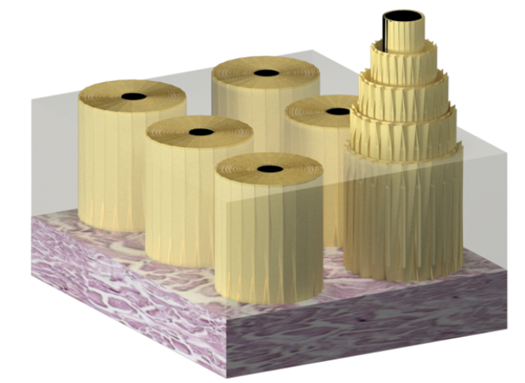 Visualization of keratin structures in rhinoceros horns