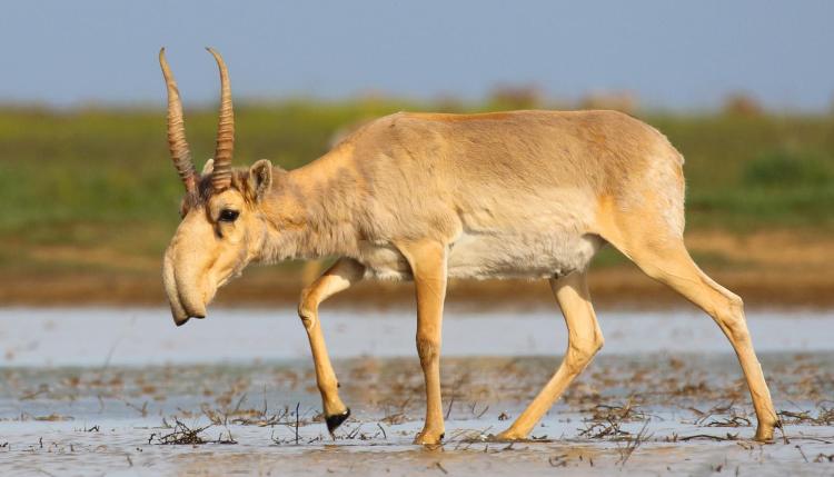 A saiga antelope at a watering hole