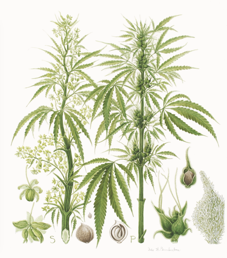 pemberton illustration
