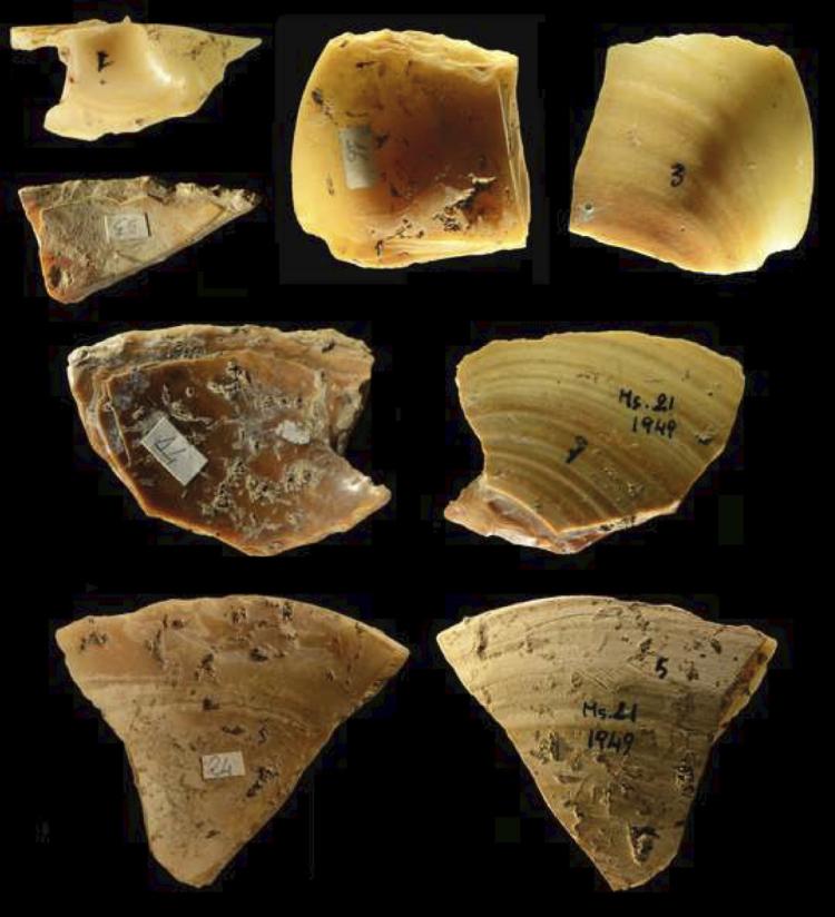 A collection of shell tools discovered in Grotta dei Moscerini