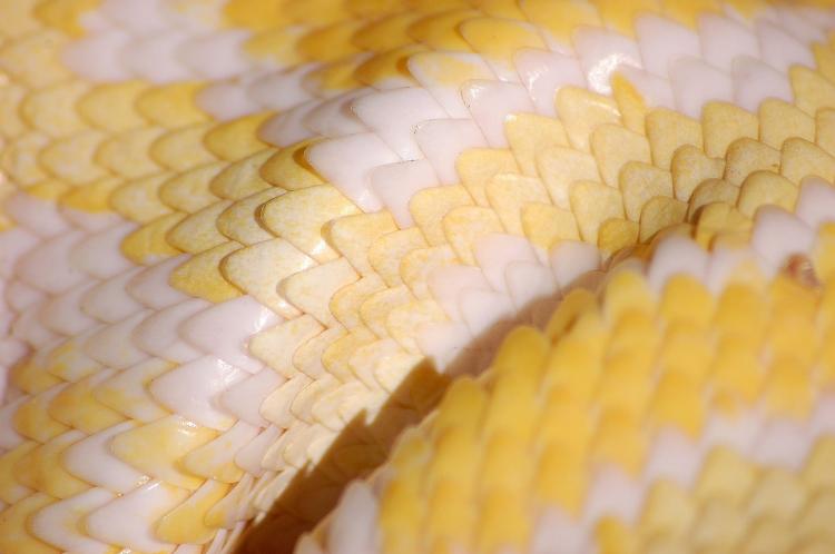 Close up image of snake scales.