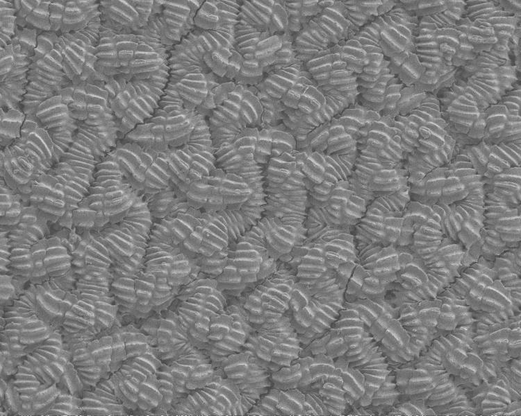 Textured "skin" inspired by snake scales seen under a microscope