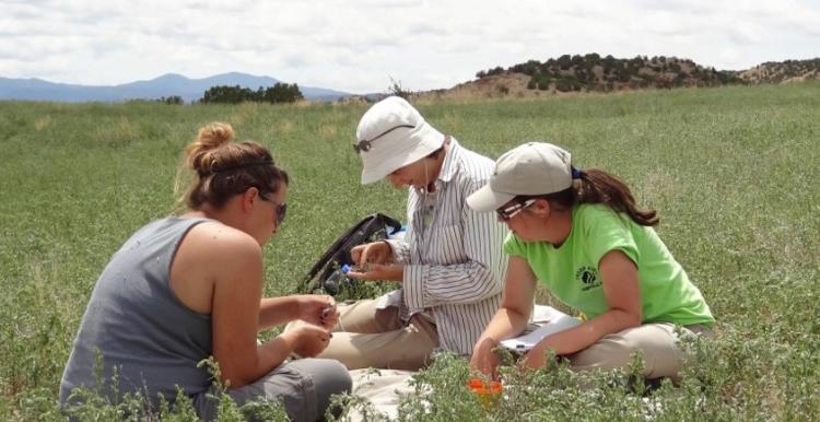 Graduate students sort fragments of pottery at the site of an ancestral Pueblo village.
