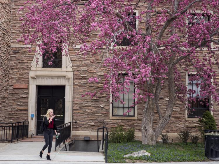 A student walks out of Hellems where spring is in full swing on a tree just outside of the building. Photo by Glenn Asakawa.