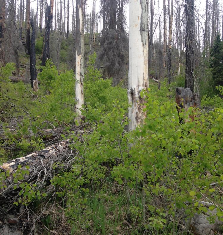 Aspen trees regrowing