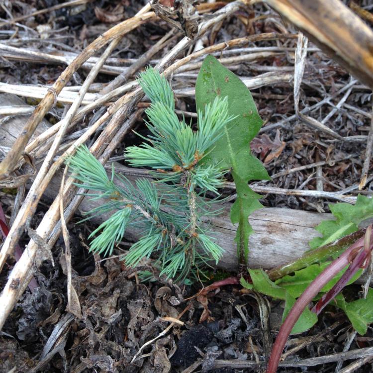 Spruce seedling