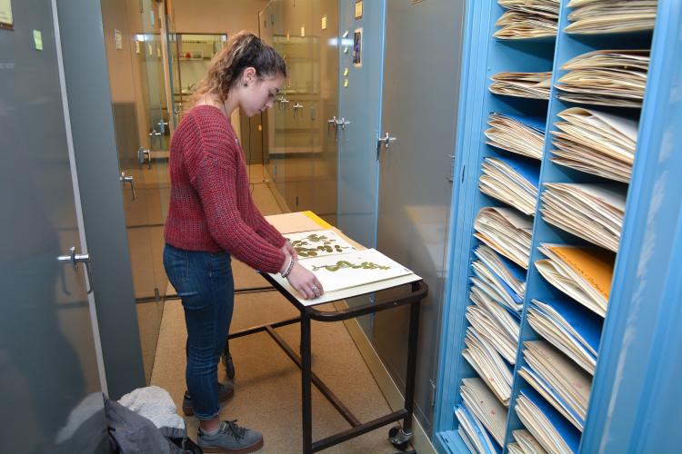 Student worker goes through pressed botanic samples
