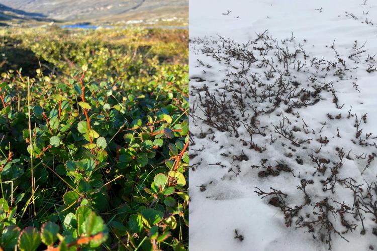 Summer and winter dwarf birch