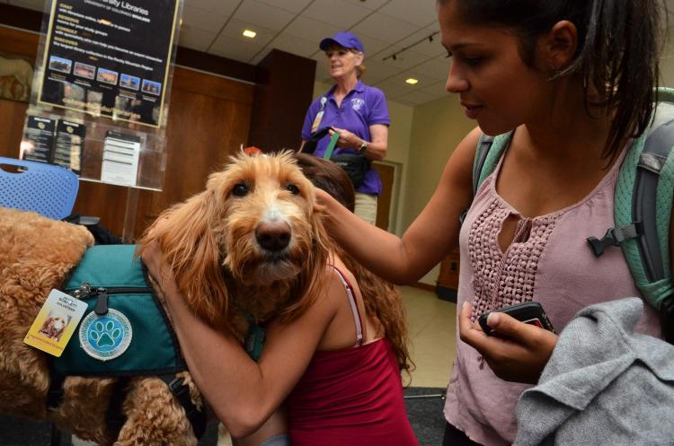 Students gathering to pet therapy dog Scarlett Nohara in Norlin Library