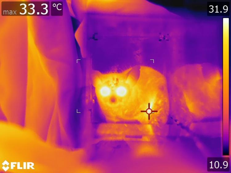 a thermal image of an African bushbaby