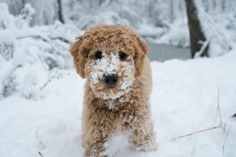 Toby plays in the snow