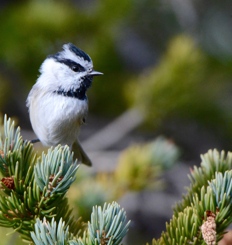 Mountain chickadee