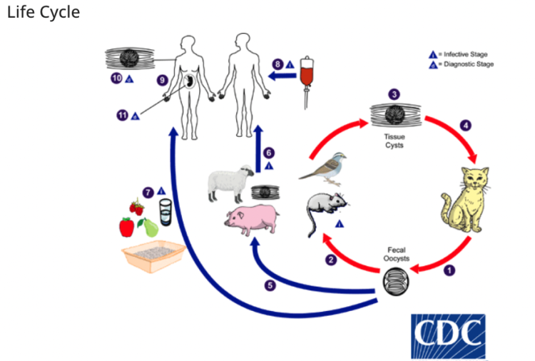 An illustration of the life cycle of Toxoplasma gondii